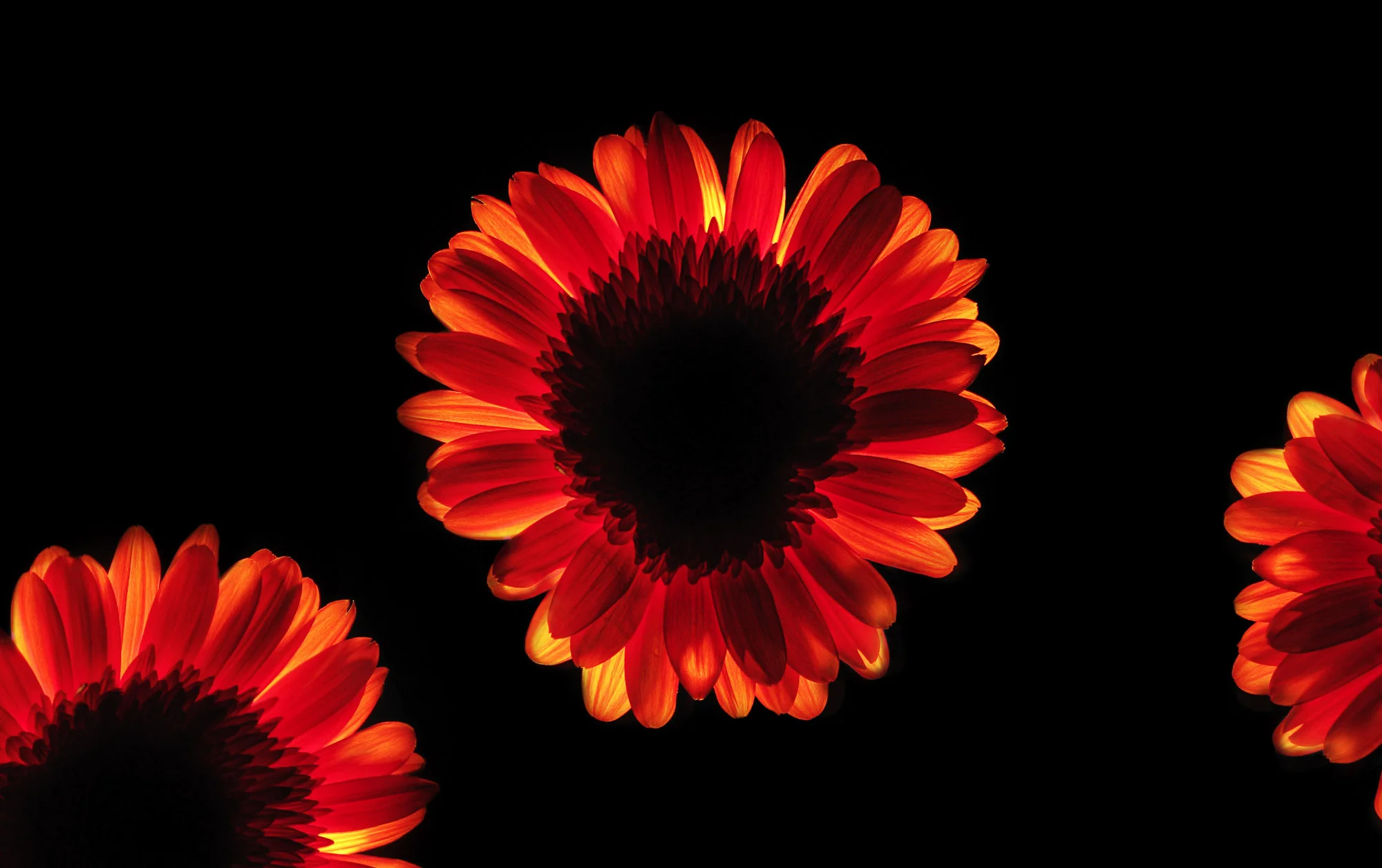 Burning Flowers by Maxim Zinchuk