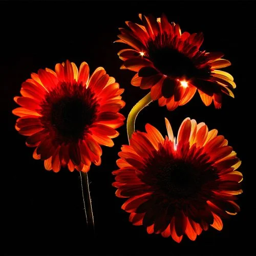Burning flowers