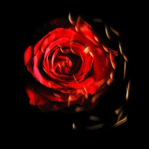 Burning flowers