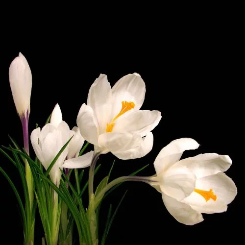 Burning flowers