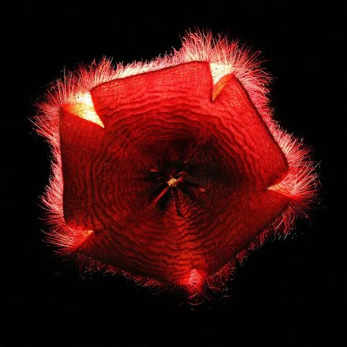 Burning flowers