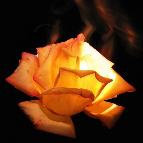 Burning flowers