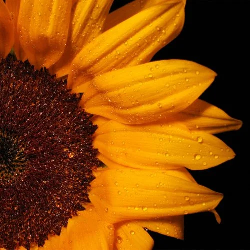 Burning flowers