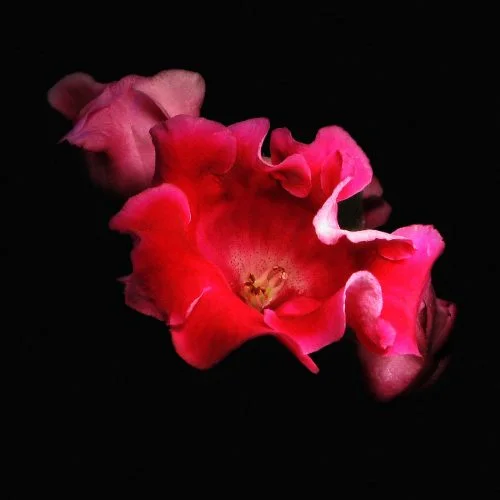 Burning flowers