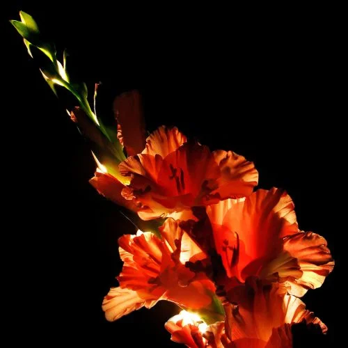 Burning flowers
