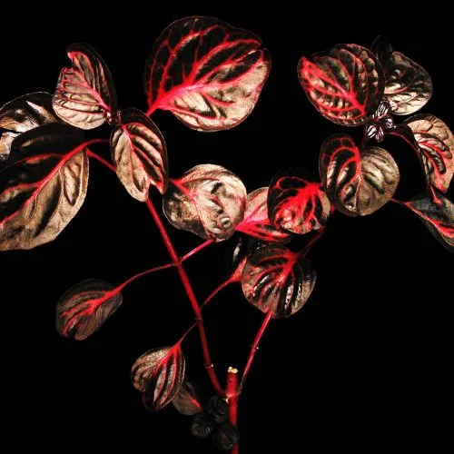 Burning flowers