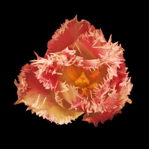 Burning flowers