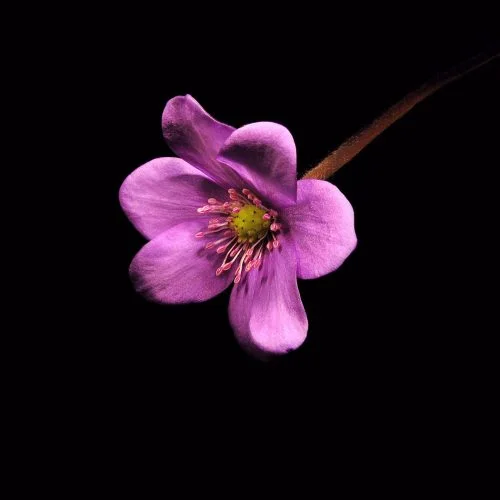 Burning flowers
