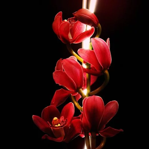 Burning flowers